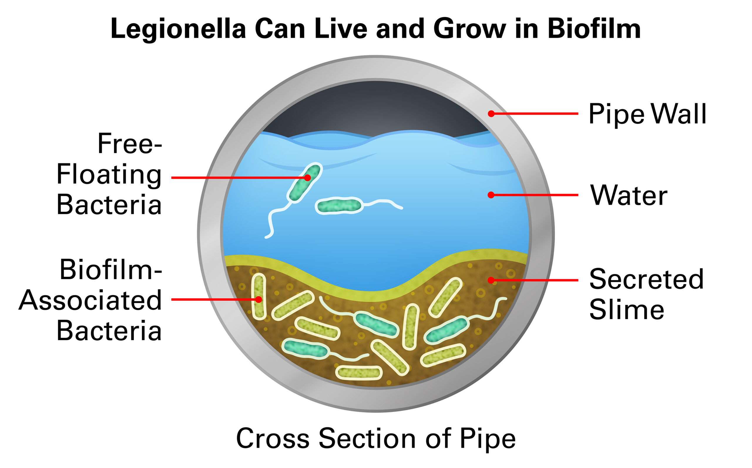 Legionella in buildings infographic how legionella pneumonia forms